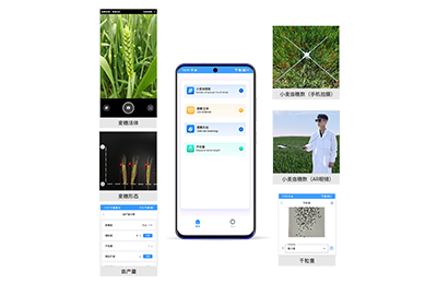 大理白族自治州小麦亩穗数分析仪IN-XM…
